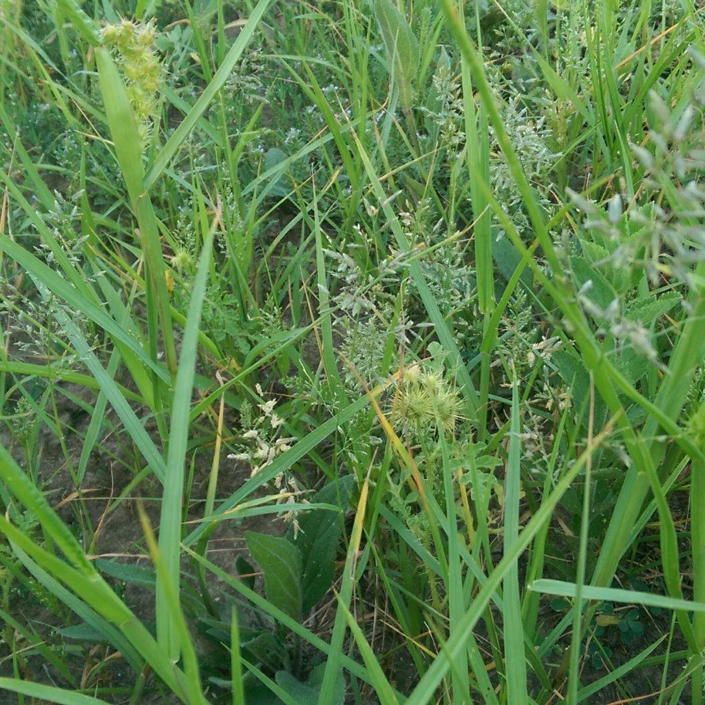 Picture of poverty grass and sandbur
